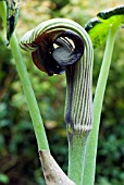 ARISAEMA RINGENS