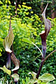 ARISAEMA SIKOKIANUM