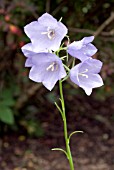 CAMPANULA PERSICIFOLIA,  PEACH LEAF BELLFLOWER