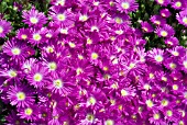 DELOSPERMA LAVISIAE,  MOUNTAIN VYGIE