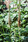 DIGITALIS PARVIFLORA