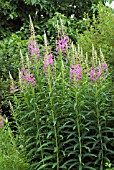 EPILOBIUM ANGUSTIFOLIUM