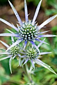 ERYNGIUM BOURGATII