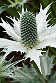 ERYNGIUM GIGANTEUM