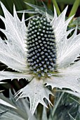 ERYNGIUM GIGANTEUM