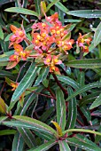 EUPHORBIA GRIFFITHII FIREGLOW