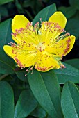 HYPERICUM CALYCINUM