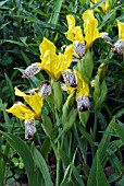 IRIS VARIEGATA