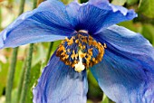 MECONOPSIS HYBRID