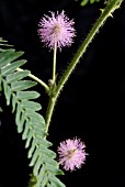 MIMOSA PUDICA