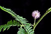 MIMOSA PUDICA