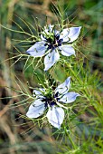 NIGELLA DAMASCENA MISS JEKYLL