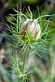 NIGELLA DAMASCENA MISS JEKYLL,  LOVE IN A MIST