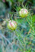 NIGELLA DAMASCENA MISS JEKYLL,  LOVE IN A MIST