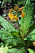 PRIMULA AURANTIACA