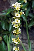 SISYRINCHIUM STRIATUM