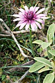 TRAGOPOGON SINUATUS