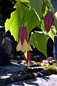 ABUTILON KENTISH BELLE