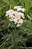 ACHILLEA MILLEFOLIUM