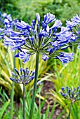 AGAPANTHUS BLUE TRIUMPHATOR