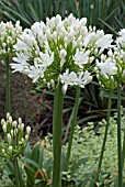 AGAPANTHUS WHITE HEAVEN