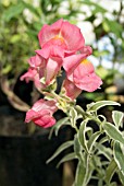 ANTIRRHINUM CANDY SNAP