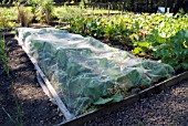 CABBAGE UNDER NETTING