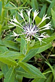 CENTAUREA MONTANA ALBA