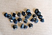 CERINTHE MAJOR,  SEEDS