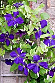 CLEMATIS JACKMANII