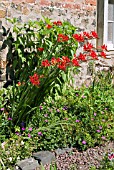 CROCOSMIA LUCIFER