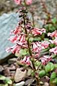 DIASCIA PURPUREA