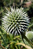 ECHINOPS SPINOSISSIMUS