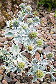 ERYNGIUM MARITIMUM,  SEA HOLLY