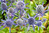 ERYNGIUM X TRIPARTITUM