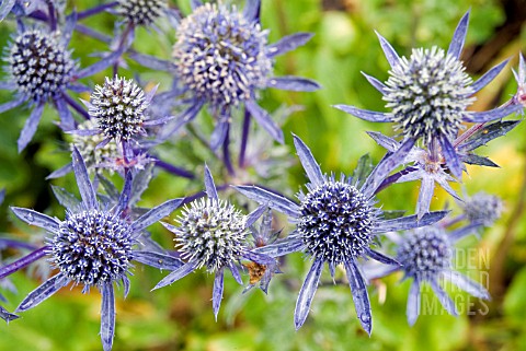 ERYNGIUM_X_TRIPARTITUM