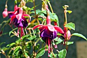 FUCHSIA TOM THUMB