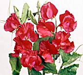 LATHYRUS ODORATUS WINSTON CHURCHILL, (SWEET PEA WINSTON CHURCHILL)