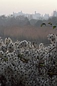 SEEDHEADS OF WILD CLEMATIS (OLD MANS BEARD,  TRAVELLERS JOY,  WINTERS EVENING,  ARUNDEL.