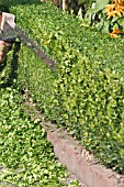 ANNUAL CLIPPING OF LOW BOX HEDGE,  MECHANICAL HEDGE CUTTER
