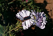 FASCIATION OF OSTEOSPERMUM FLOWER