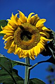 HELIANTHUS ANNUUS, (SUNFLOWER)