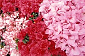 RHODODENDRON AZALEA,  MIXED, COLOURS, FLOWERS, CLOSE UP