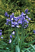 HYACINTHOIDES HISPANICA