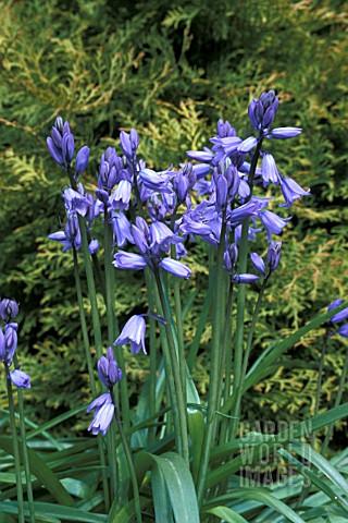 _HYACINTHOIDES_HISPANICA