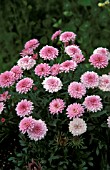 ARGYRANTHEMUM VANCOUVER,  PINK, DOUBLE, FLOWER