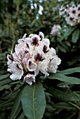 RHODODENDRON SAPPHO,  WHITE, FLOWERS, CLOSE UP