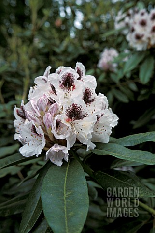 RHODODENDRON_SAPPHO__WHITE_FLOWERS_CLOSE_UP