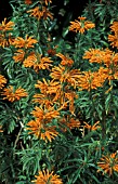 LEONOTIS LEONURUS, (LIONS EAR)