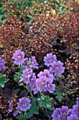 GERANIUM,  JOHNSONS BLUE,  CRANESBILL